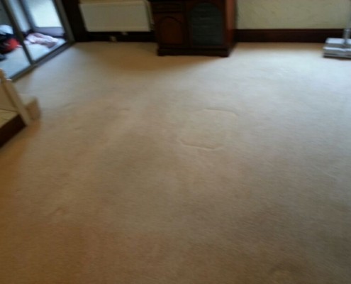 carpet cleaning pics january 14 0131