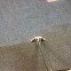 steam cleaning bath commercial carpet cleaning