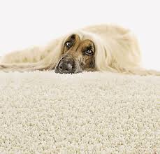 carpet cleaning clifton