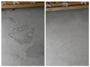Professional carpet stain removal Bristol — before and after by Aura Floor Care